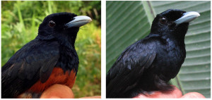 写真．左が通常のチャバラカササギビタキ，右が小さい島での黒化個体．まばらに黒と茶がまざった中間型の個体もいる． Photo by J. Albert C. Uy