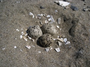 写真2. シロチドリの巣と卵