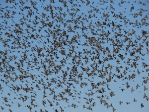 上空を群飛する約1600羽のアトリ（栃木県塩谷町にて）