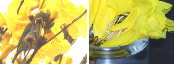 コガネノウゼンの花から吸蜜するメジロ（左）とメジロに花弁を裂かれた花（右）