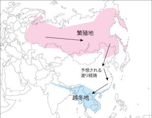 シマアオジの分布と推定される渡り経路。日本は繁殖域の南部に位置する。