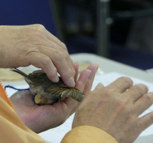 翼を広げたスズメの剝製を手に取り、羽の感触や形を確かめる参加者。