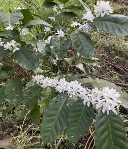 コーヒーの花