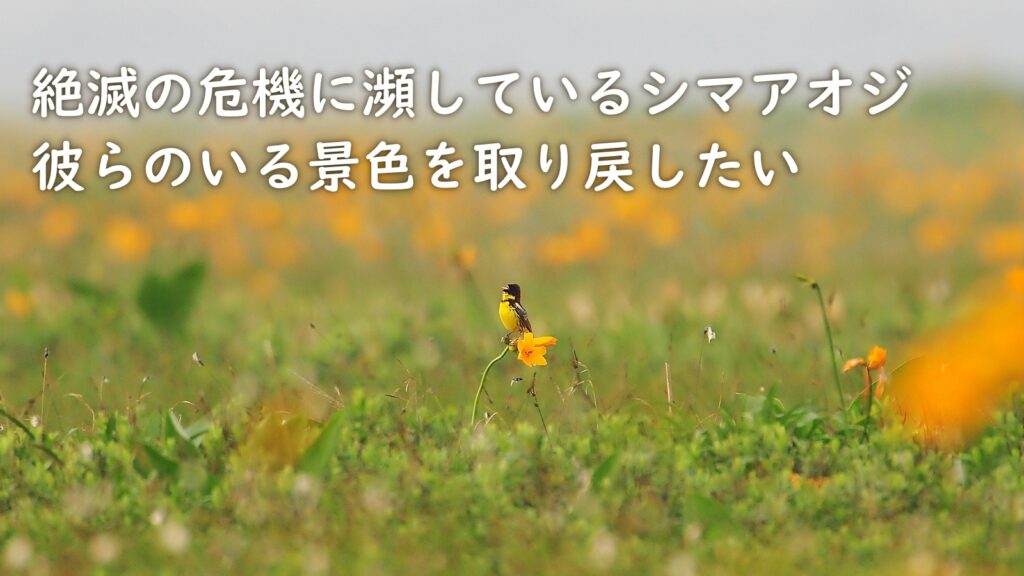 シマアオジクラファンタイトル
