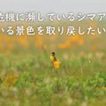 シマアオジクラファンタイトル