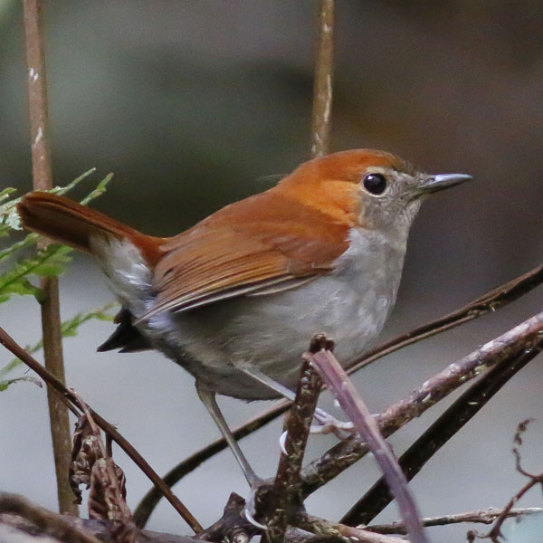 ヤドリギ　親木付き　朱色！ Bird Research