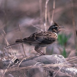 ひばり✨ Bird Research