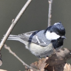 Bird Research
