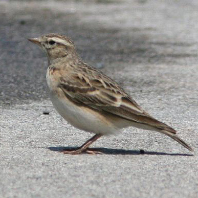 春ピッタリLepidos Lepidocyrtus paradoxus · iNaturalist