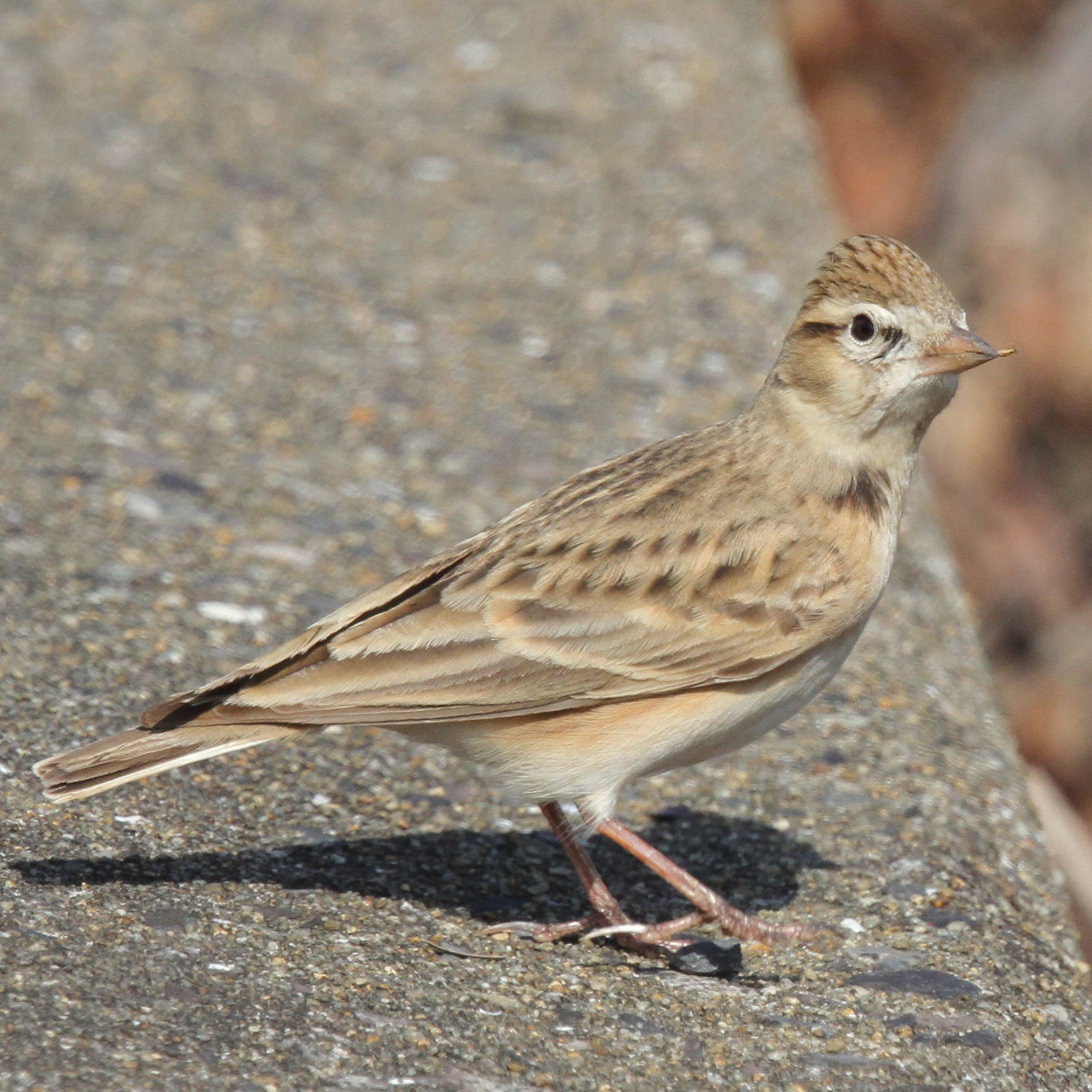 Bird Research