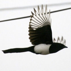 鳴き声 カササギ