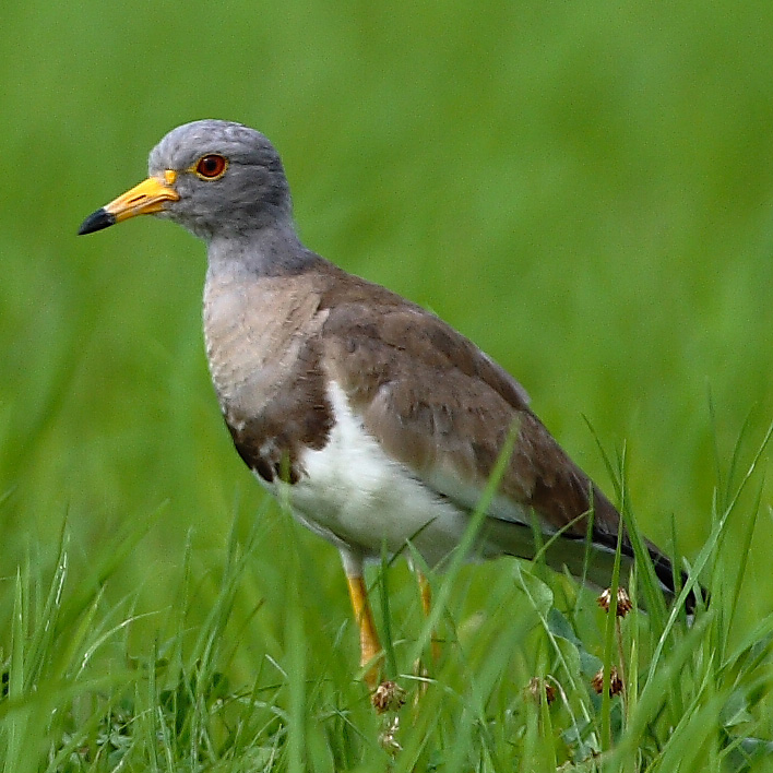 Bird Research