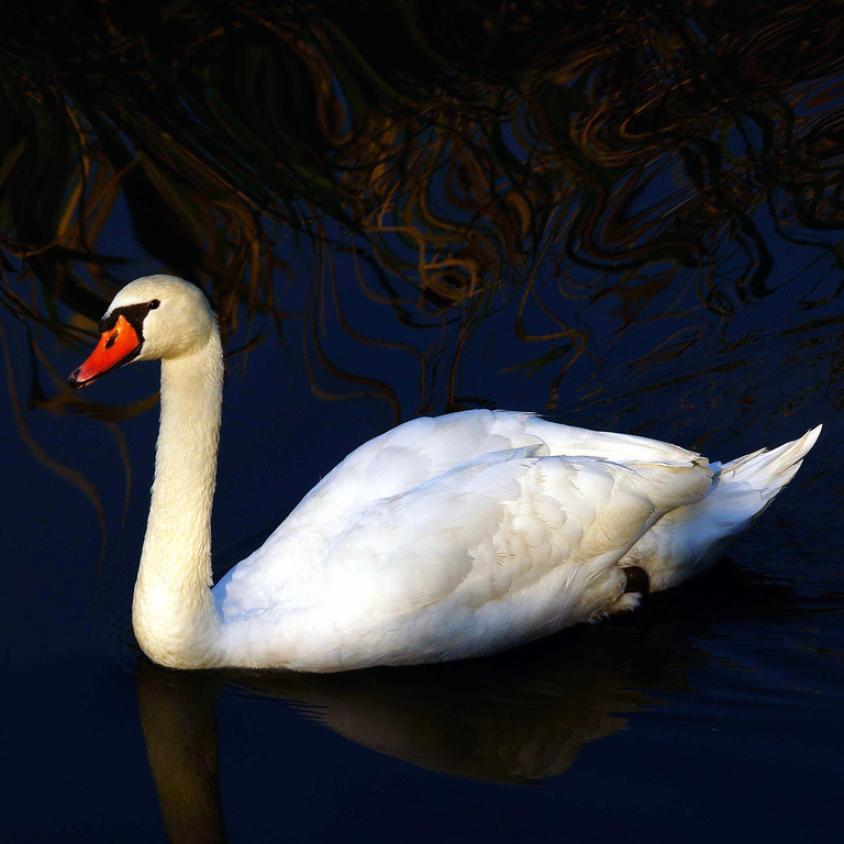 コレクタ　88211　コブハクチョウ　Mute Swan 519kz+8pxkL.jpg_BO30,255,255,