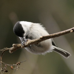コガラの対話 Bird Research