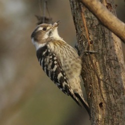 Bird Research