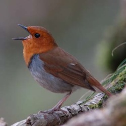 Bird Research
