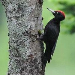 Bird Research