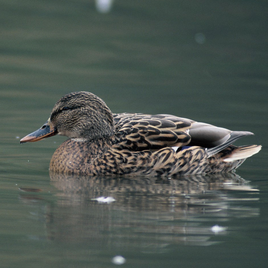 【特大】　カップ　sarreguemines アニマル　カモ　鴨　手彩色　蝶々 特大】 カップ sarreguemines アニマル カモ 鴨 手彩色 蝶々 hokuo_222