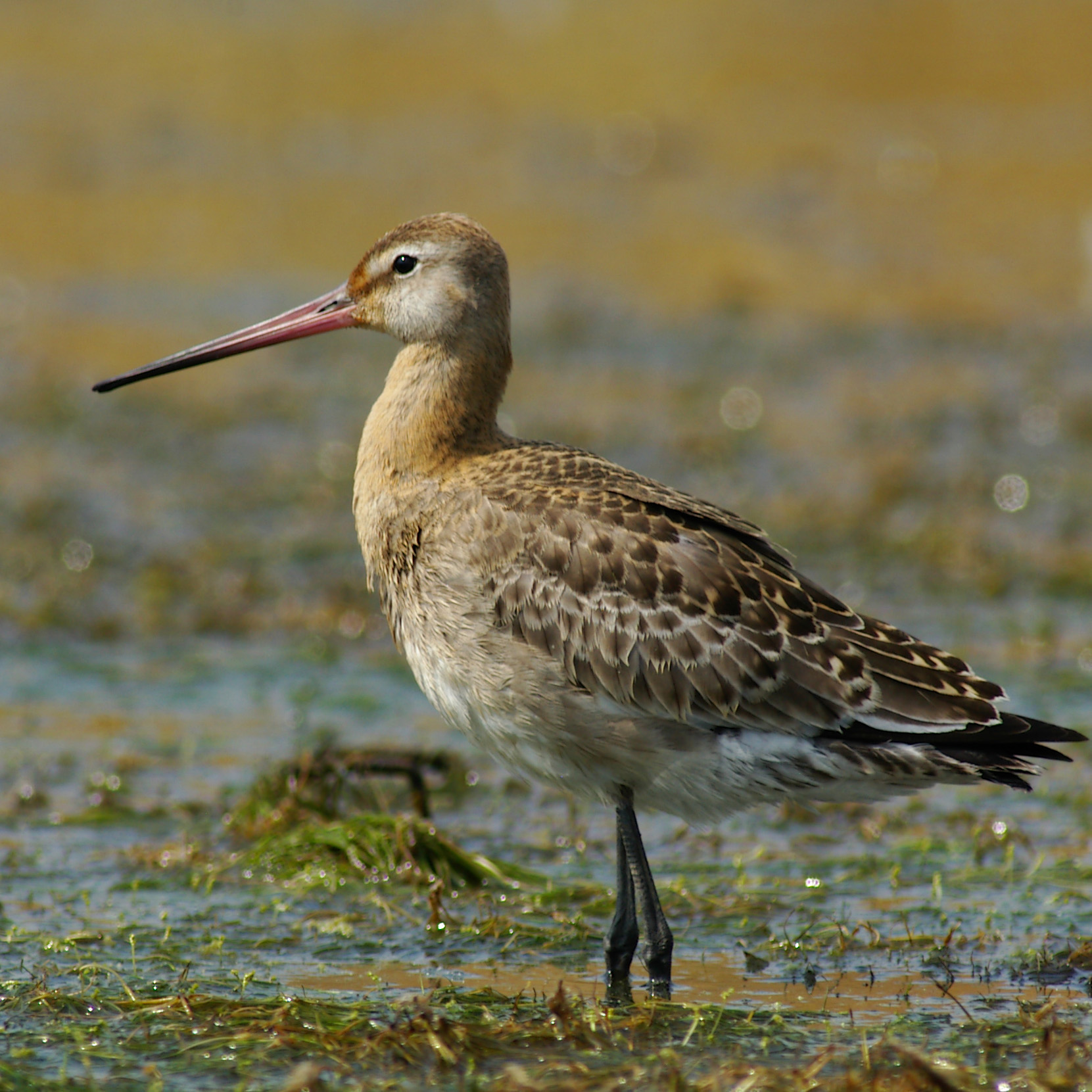 Bird Research