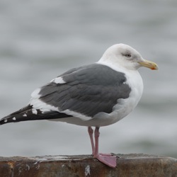 Bird Research