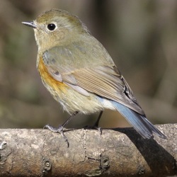Bird Research