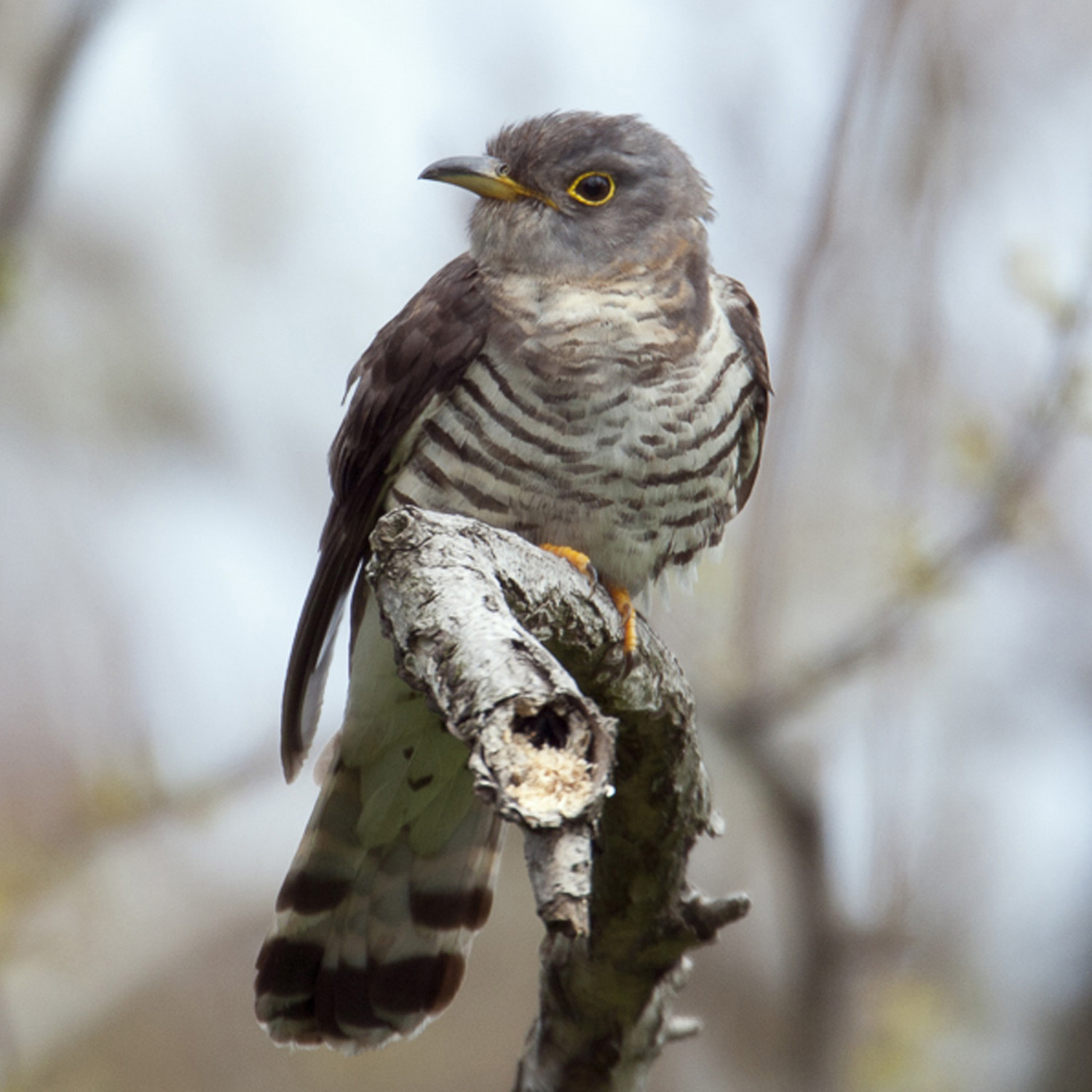 Bird Research