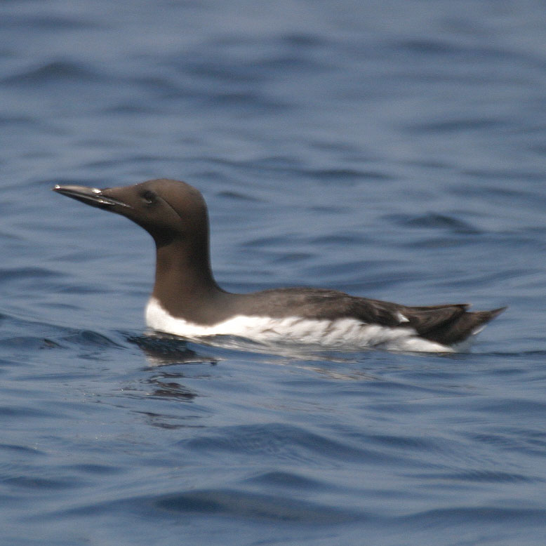 カウパレード　新聞を読むウシ　#11565 カウパレード 新聞を読むウシ #11565 - メルカリ