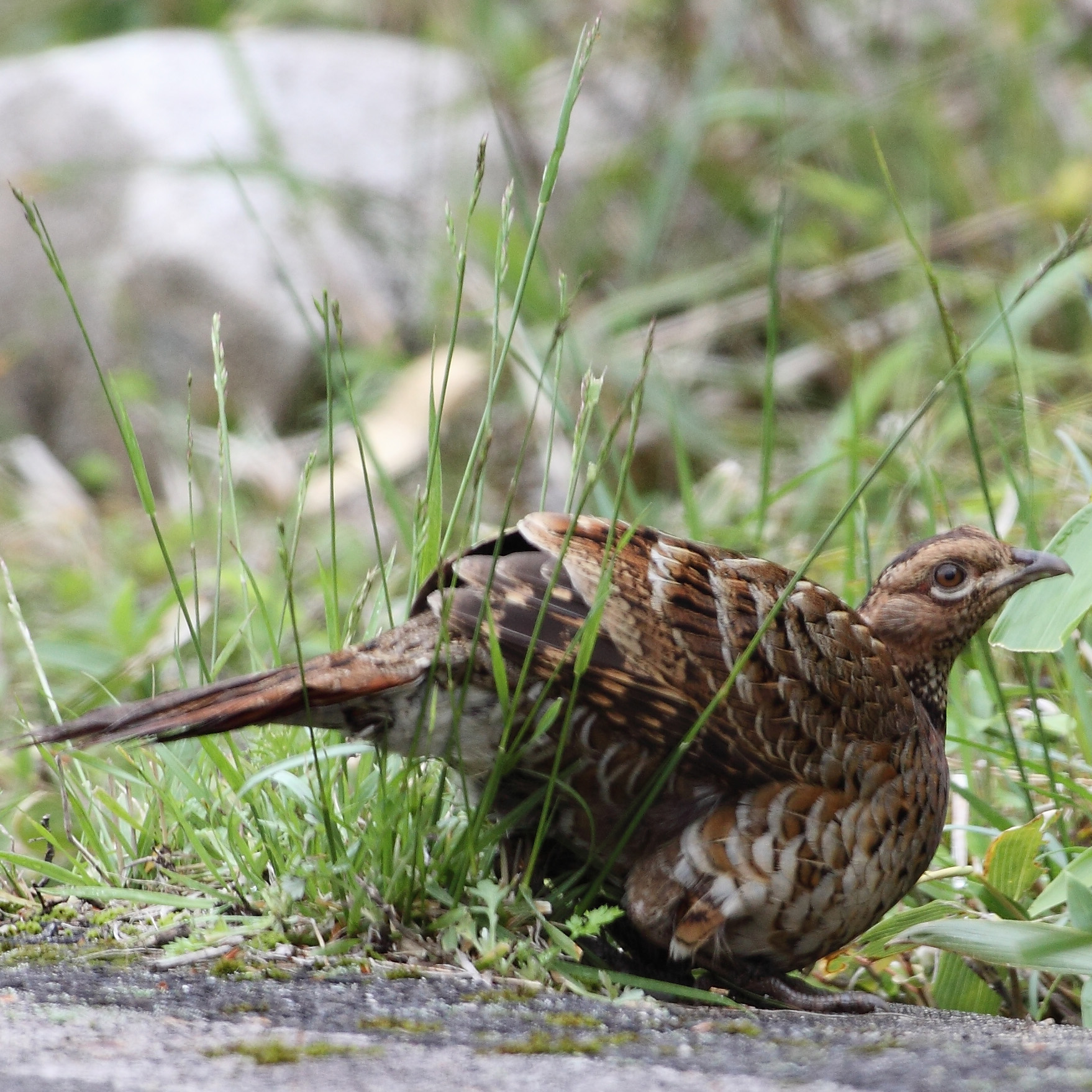 Bird Research