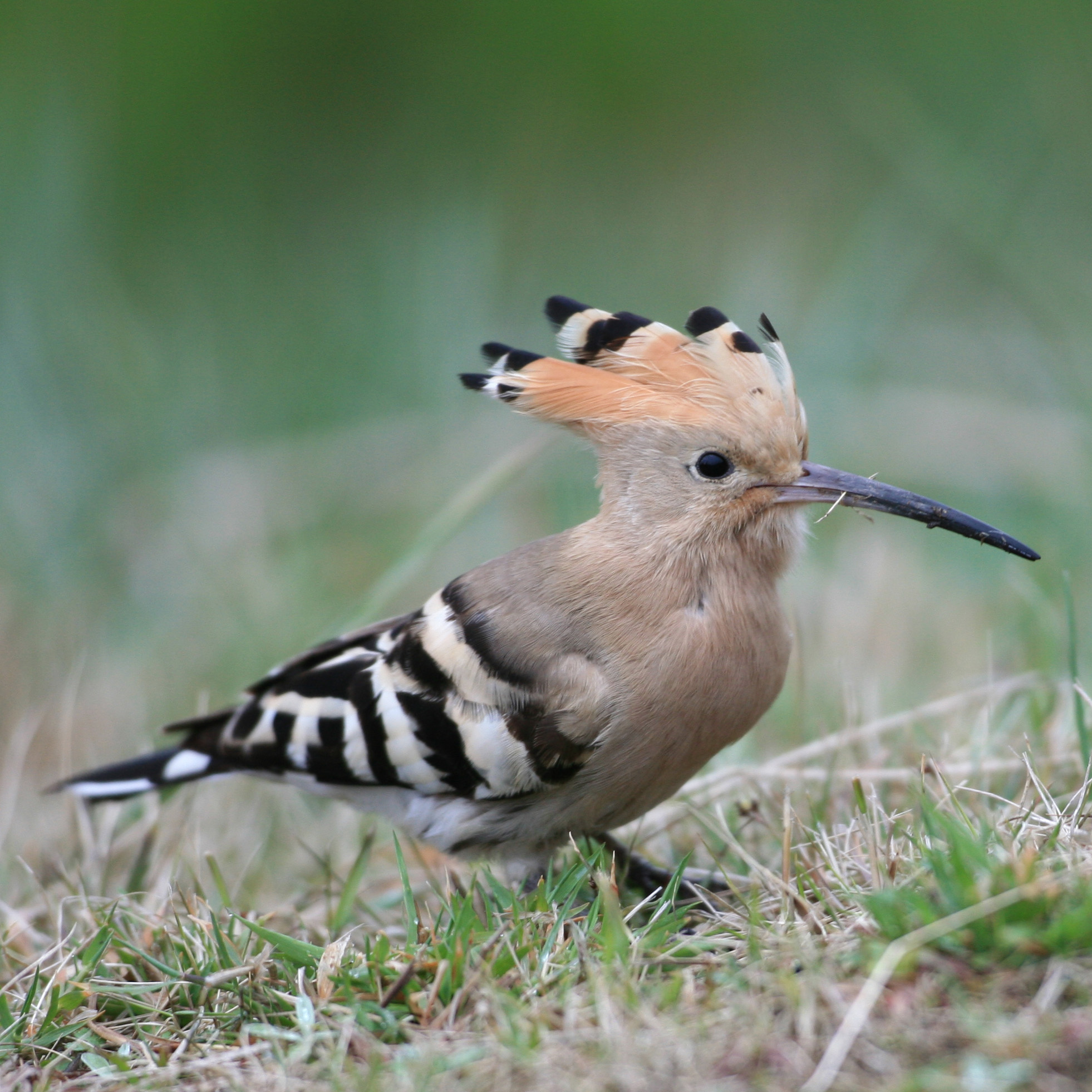 Bird Research